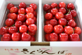 【 紅秀峰 】【 贈答用 】【 肉厚果肉 🍒】山形県天童産 さくらんぼ 1kg 母の日ギフト 父の日ギフト 御中元