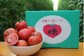 【今が旬】味が濃い！高糖度フルーツトマト"木瀬恋味トマト" 1kg