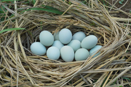 【18個】オメガ３が普通の卵の４倍！24時間放牧養鶏卵、(6個×3パック)アローカナの産む幸せの青い卵、下田ブルー！！