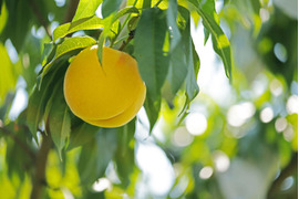 黄金に輝く甘い桃「黄金桃」贈答用　3kg（約8～12玉）