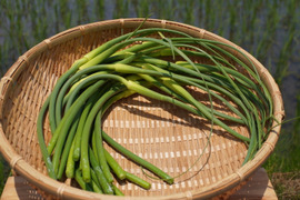 【期間限定！】北海道産 農薬不使用「にんにくの芽」500ｇ