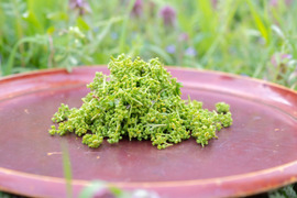 【ご予約受付中】希少な食材！丹波篠山産【花山椒】100㌘