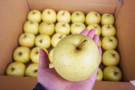 低農薬で皮ごとガブり🍏丸かじり用小玉サイズ4kg 家庭用りんご大容量バラ詰め　王林