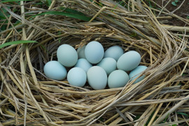 NHKで紹介！【24個】オメガ３が普通の卵の４倍！24時間放牧養鶏卵(6個×4パック)アローカナの産む幸せの青い卵、下田ブルー！！