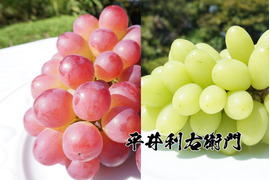 今週発送分で終了予定！【値引き中！】平井利右衛門の赤青ぶどう（コトピー、ジュエルマスカット/計3房）