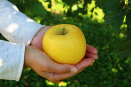 信州安曇野産りんご☆シナノゴールド【３kg上品☆8〜11玉入り】※化学合成農薬約40％削減