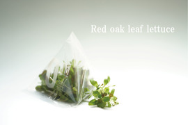 【レッドオーク リーフレタス】マイクログリーン(7ｇ)成熟野菜の約5倍の栄養価！