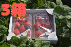 完熟とちあいか　約300g×2P  3箱