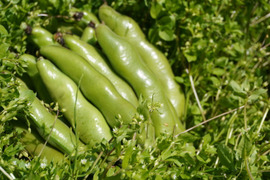 【沢山食べたい方必見】空豆★朝収穫当日発送（ご家庭用・４Kg ）
