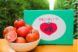 《春の限定》旨みたっぷり 高糖度フルーツトマト"木瀬恋味トマト" 1kg