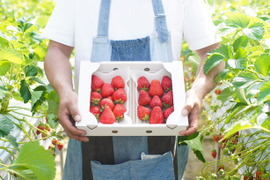 【春ギフト】苺4品種食べ比べ【300ｇ】4パック