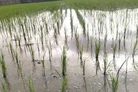 農薬化学肥料不使用！Ｒ７年産『タキタテ』白米うるち真空パック１ｋｇ×３ｐ　信州佐久穂産