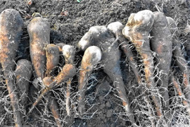 短形自然薯約500ｇ＊里芋1ｋ
冬越え！粘り元気セット～農薬/化学肥料・不使用