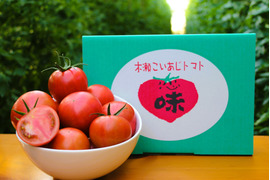 《予約でおトク》旨みたっぷり 高糖度フルーツトマト"木瀬恋味トマト" 1kg