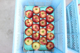 りんごサンつがる18玉　家庭用