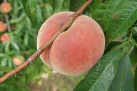 信州産（川中島平産）果汁たっぷり！川中島白桃　６入れ