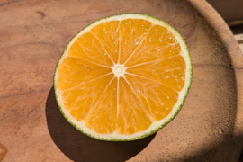 家庭用【自然栽培】食べやすい甘さ 食べ出したら止まらない 極早生みかん（5K）