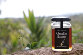 世界遺産やんばるの森の恵み！非加熱・無添加  蜂蜜『Gentle Honey』