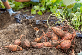 【SS～Sサイズ】ころころ安納芋２ｋｇ(土付き：箱入)　10月以降～発送予定！　熟成期間１ヶ月超！　さつまいも！