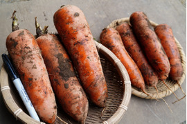 アロマレッド人参 10kg土付き【千葉県サンバファーム直送】