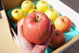 【特別栽培りんご】ふじ🍎🍏王林セット3kg  ギフトにもおすすめ🎁贈答用✨低農薬 りんご食べ比べ