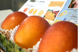 【規格外】【訳あり】　完熟マンゴー1kg