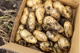 【神鍋山の黒土で育ちました】兵庫県但馬産新じゃがいも（メークイン）５kg（箱入）