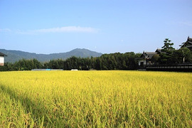 2022年産　農薬化学肥料不使用／四万十産コシヒカリ「タケちゃん米」(玄米）5ｋｇ