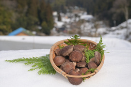荒廃した里山再生を食べて支援！富山県産・原木生椎茸（生）1kg
