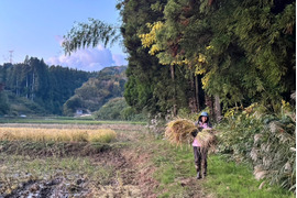 【2025年度産】［精米］自然栽培イセヒカリ5kg（富山県氷見産）