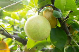 甘太の通販｜梨｜食べチョク｜産地直送(産直)お取り寄せ通販