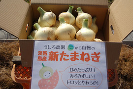 【家庭用】元気いっぱいの淡路島　新玉ねぎ！（5ｋｇ）【ひょうご安心ブランド認証】訳あり