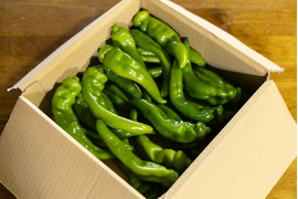 辛い実はゼロ！甘み際立つ京野菜～万願寺とうがらし１ｋｇ（３０本前後入り）