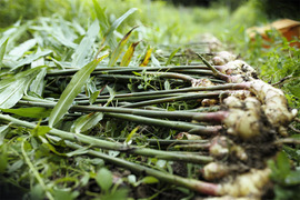 Soranositaの紹介 高知県 食べチョク 農家 漁師の産直ネット通販 旬の食材を生産者直送