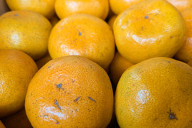 家庭用【自然栽培】食べやすい甘さ 食べ出したら止まらない 極早生みかん（20K）