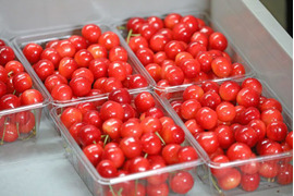 (食べチョクオープン価格)さくらんぼ　佐藤錦　贈答 500g