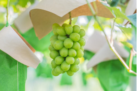 【予約特別価格】大容量5kg｜ファミリーで楽しむ岡山産シャインマスカット！皮ごと食べられる大粒・種無し【産地直送】