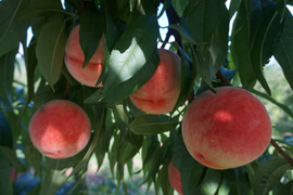 信州産（川中島平産）果汁たっぷり！川中島白桃　６入れ