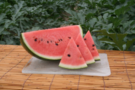 夏を感じるシャリ感抜群 レッドサンスイカ