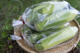 【7～8月出荷】訳ありB品！信州伊那谷のとうもろこし【3kg/8〜10本入り】【農薬・化学肥料不使用】