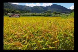 京都の料亭御用達【玄米】10kg　コシヒカリ 特別栽培米 令和4年産 京丹波産 一等米
