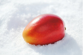 【冬ギフト】北海道真冬のマンゴー「白銀の太陽」Mサイズ2玉セット（箱入れ）