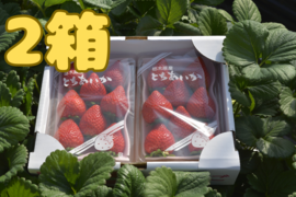 完熟とちあいか　約300g×2P  2箱