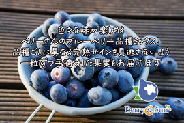 ”ベリーさん”の完熟ブルーベリー品種ミックス 1㎏（125g×8パック）【生食用】・予約販売中