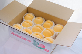 限定50ケース　黄貴妃　家用約３キロ