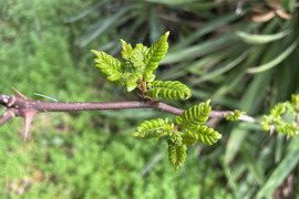 【順次発送中】当日採取でお届け 天然物 山椒の木の芽 若芽 20g 山菜 宮城県西根の森