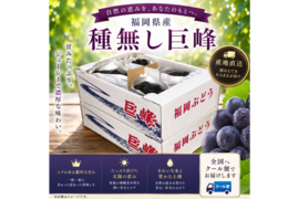 【先行予約受付中】旬の高級ぶどう/種無し巨峰　8月25日〜