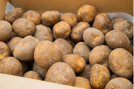 【ホクホク系・じゃがバター最高！】じゃがいもキタアカリ 5㎏