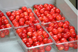 【 🍒新春大特価予約🍒 】【 50箱限定 】【 ご家庭用:佐藤錦 】山形県産 500g 🍒サイズM〜LLL お楽しみ商品になります^_^！！