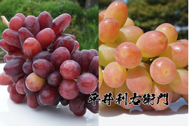 【まもなく終了！】平井利右衛門の赤ぶどう(クイーンセブン・サンシャインレッド/各2～3房)